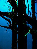Into The Woods